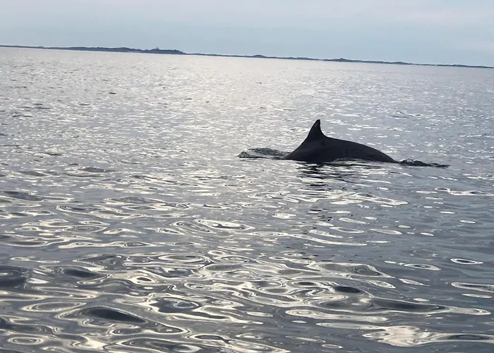 Gite L'Albatros - 400M De La Mer Tatil Evi